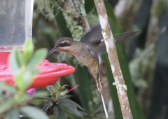 Phaethornis longirostris