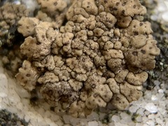 Endocarpon pallidulum