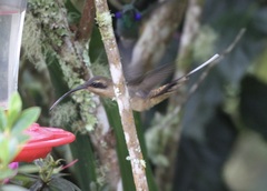 Phaethornis longirostris