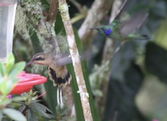 Phaethornis longirostris