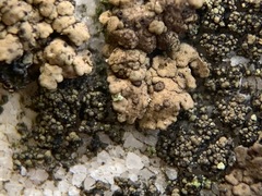 Endocarpon pallidulum