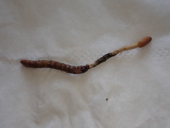 Cordyceps meneristitis
