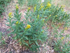 Solidago elongata