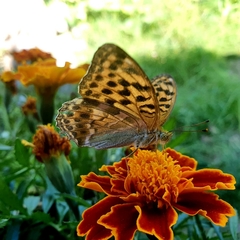 Argynnis paphia