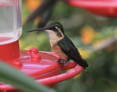 Chaetocercus astreans