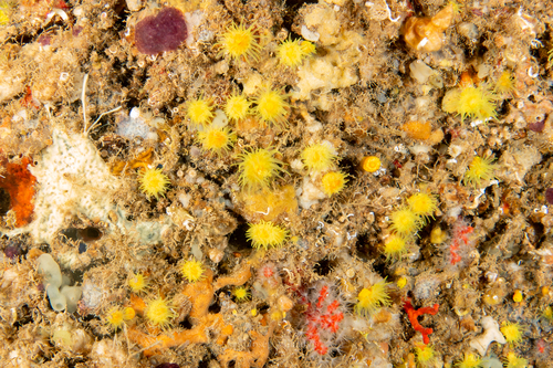 Photo of Yellow solitary coral (Leptopsammia pruvoti)