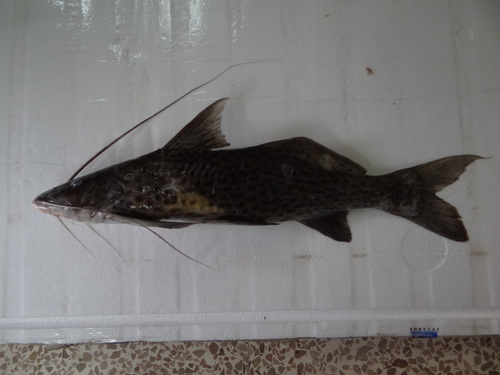 Aguaruna catfish (Aguarunichthys torosus) — Pimelodidae — 2