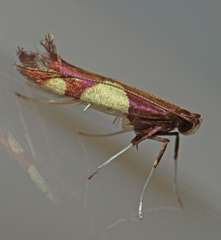Caloptilia bimaculatella