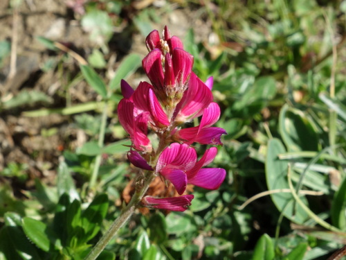 Image of Onobrychis montana by (c) Wolfgang Jauch, some rights reserved (CC BY)