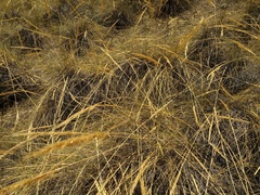 Macrochloa tenacissima