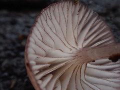 Mycena kurramulla