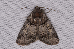 Cosmia praeacuta