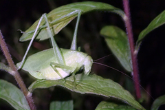 Amblycorypha alexanderi