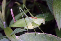 Amblycorypha alexanderi