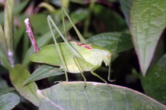 Amblycorypha alexanderi