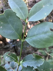 Cyclophyllum longipetalum