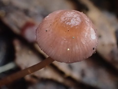 Mycena kurramulla