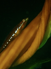Manacled Sculpin photo 4