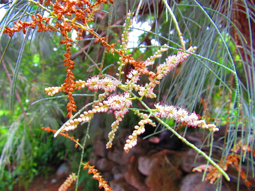 Tamarix ramosissima