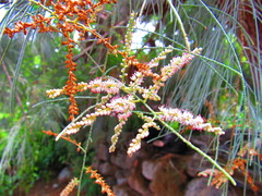 Tamarix ramosissima