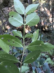 Cyclophyllum longipetalum