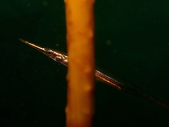 Aulorhynchus flavidus