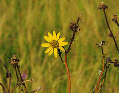 Silphium radula