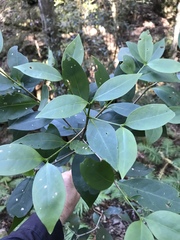 Cyclophyllum longipetalum