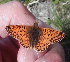 Boloria