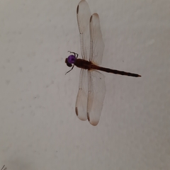 Dythemis sterilis