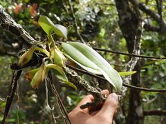 Rodriguezia granadensis