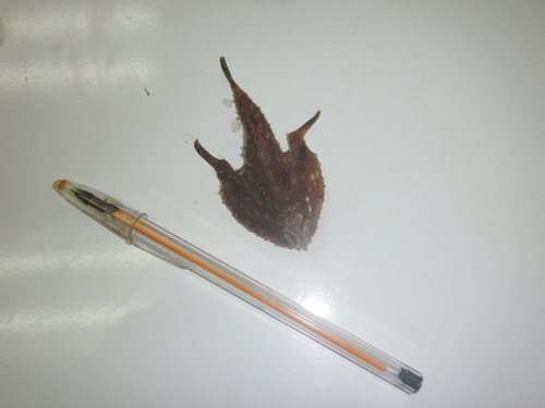 Rounded batfish (Zalieutes elater) — Ogcocephalidae — 4
