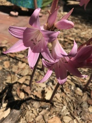 Amaryllis belladonna