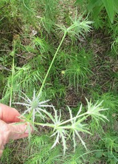 Eryngium hookeri