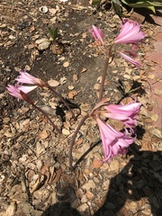 Amaryllis belladonna