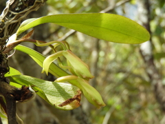 Rodriguezia granadensis