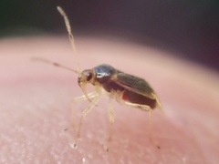 Monalocoris filicis