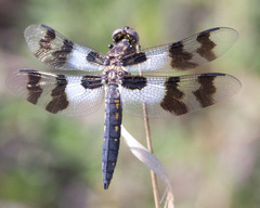 Plathemis subornata