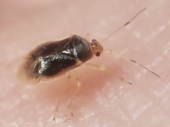 Monalocoris filicis