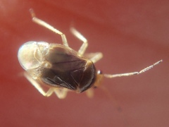 Monalocoris filicis
