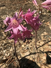 Amaryllis belladonna