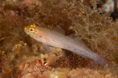Gobius xanthocephalus