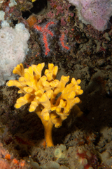Axinella verrucosa