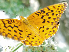 Speyeria coronis carolae