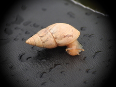 Bulimulus bonariensis image