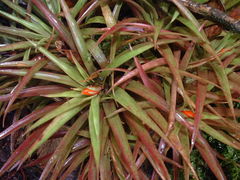 Guzmania angustifolia