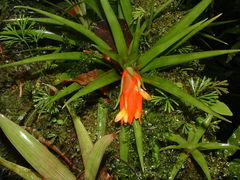 Guzmania angustifolia