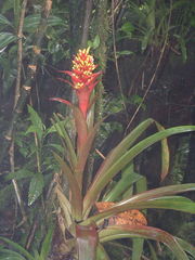 Guzmania blassii
