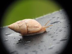 Bulimulus bonariensis image