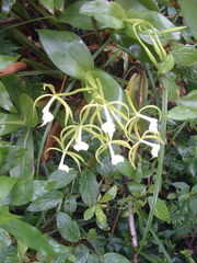 Epidendrum lacustre